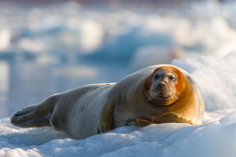 Walrus, Spitsbergen © Kirsti Ikonen