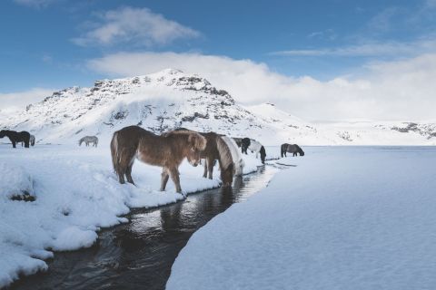 Icelandic Horses, Iceland © Siggeir M. Hafsteinsson