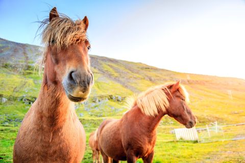 Icelandic Horses © Shutterstock