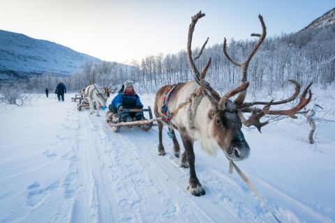 Tromso reindeer sledding, Norway © Konrad Konieczny/Nord Norge