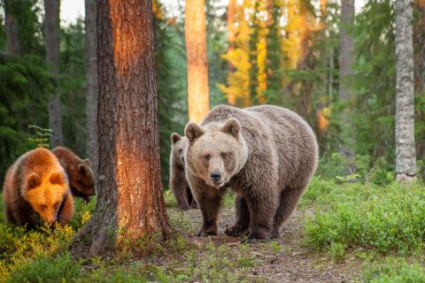 Brown bear, Finland © George Turner/Visit Finland
