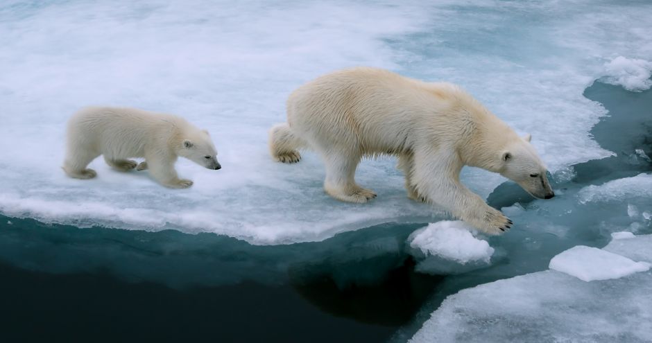 Polar bears © Shutterstock